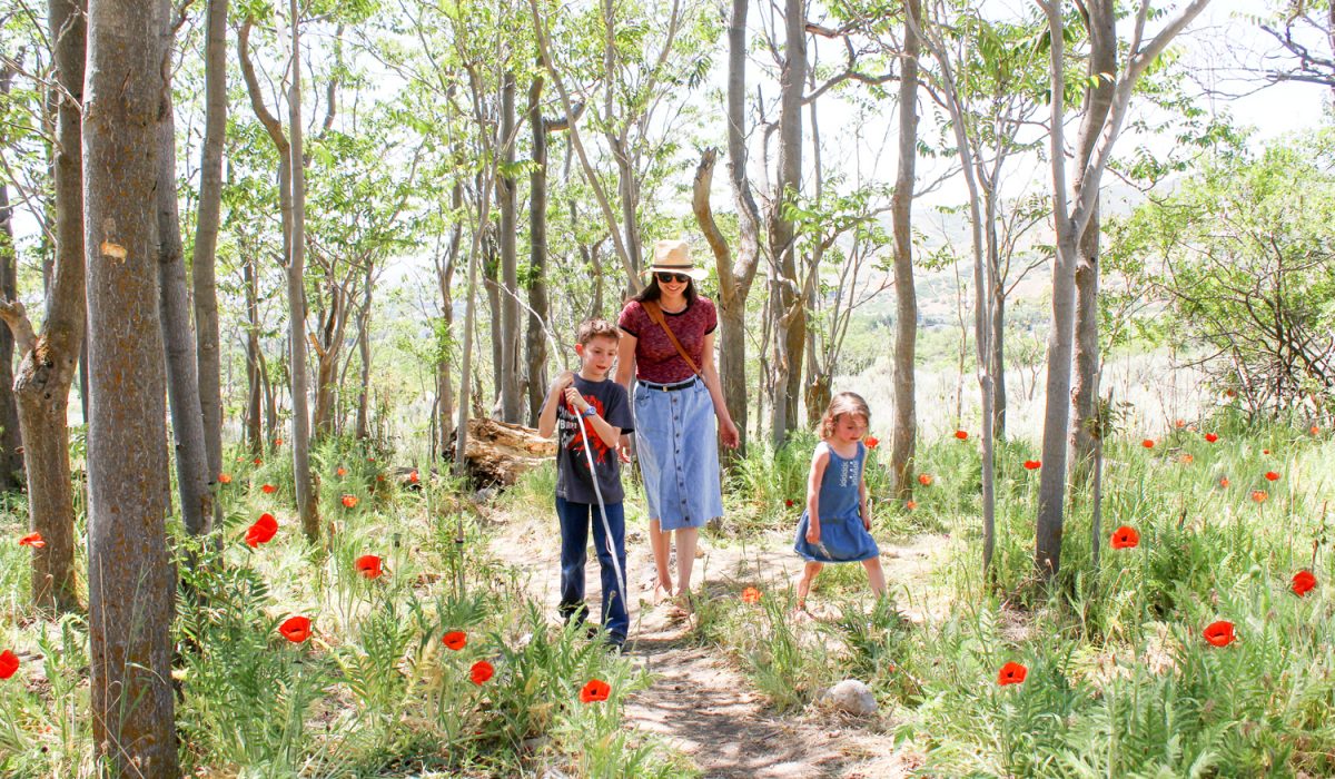 poppy field at lambert park