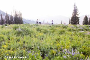albion basin