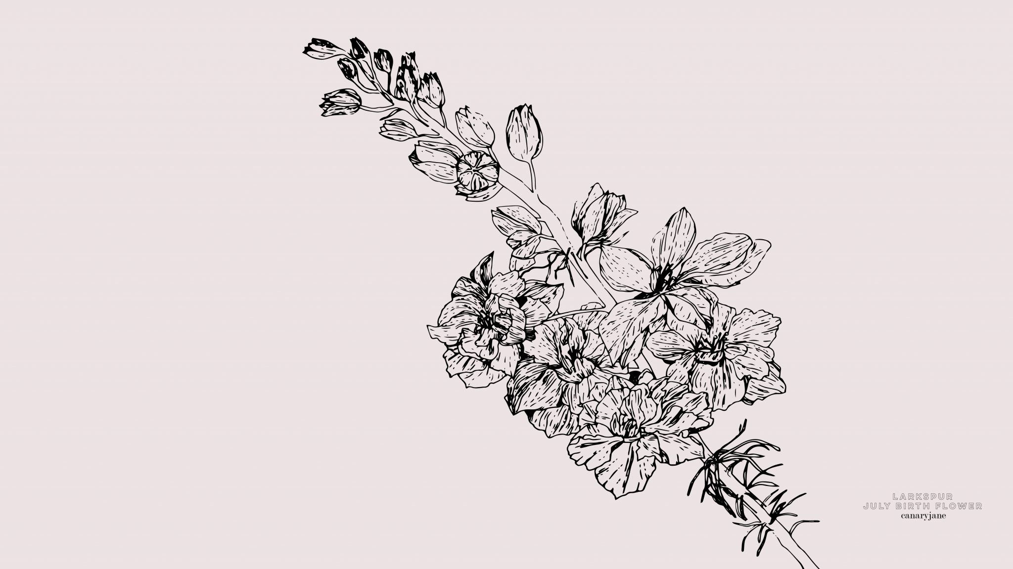 July Larkspur Birth Flower Background & Coloring Page – Canary Jane